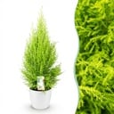Zimmerpflanzen - Cupressus Gold Crest Wilma - Zimmerkonifere - Wenig Pflege - Grün - 1 Pflanze - mit Potter Weiß - Topf 21cm - Höhe 85-95cm