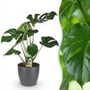 Zimmerpflanzen - Monstera Deliciosa - Fensterblatt - Pflegeleicht - Grün - 1 Pflanze - mit Potter Grau - Topf 21cm - Höhe 70-80cm