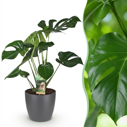 "Zimmerpflanzen - Monstera Deliciosa - Fensterblatt - Pflegeleicht - Grün - 1 Pflanze - mit Potter Grau - Topf 21cm - Höhe 70-80cm image"