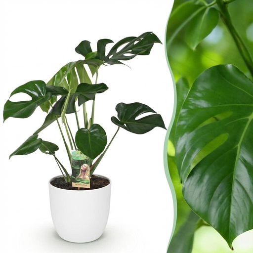 "Zimmerpflanzen - Monstera Deliciosa - Fensterblatt - Pflegeleicht - Grün - 1 Pflanze - mit Potter Weiß - Topf 21cm - Höhe 70-80cm image"