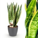 Zimmerpflanzen - Sansevieria Laurentii - Schwiegermutterzunge - Pflegeleicht - Grün - Gelb - 1 Pflanze - mit Potter Grau - Topf 21cm - Höhe 70-80cm