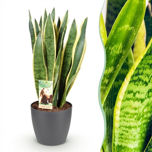 "Zimmerpflanzen - Sansevieria Laurentii - Schwiegermutterzunge - Pflegeleicht - Grün - Gelb - 1 Pflanze - mit Potter Grau - Topf 21cm - Höhe 70-80cm image"