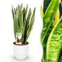 Zimmerpflanzen - Sansevieria Laurentii - Schwiegermutterzunge - Pflegeleicht - Grün - Gelb - 1 Pflanze - mit Potter Weiß - Topf 21cm - Höhe 70-80cm