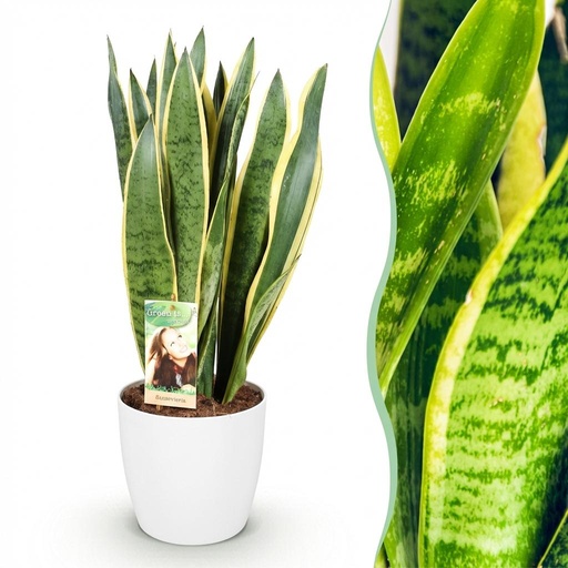 "Zimmerpflanzen - Sansevieria Laurentii - Schwiegermutterzunge - Pflegeleicht - Grün - Gelb - 1 Pflanze - mit Potter Weiß - Topf 21cm - Höhe 70-80cm image"