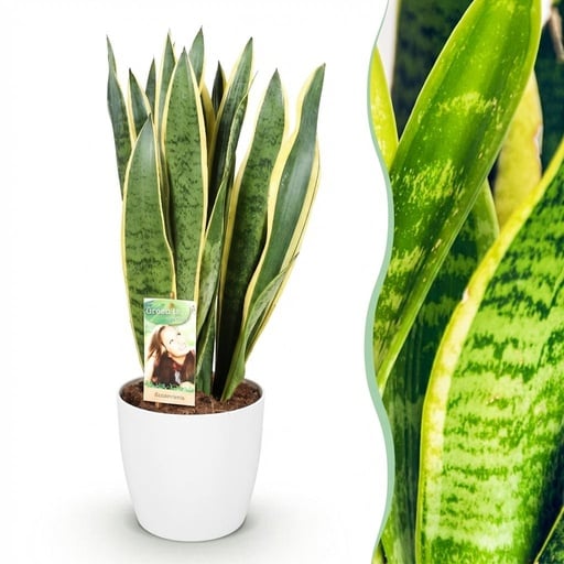 "Bogenhanf (Sansevieria laurentii) – pflegeleichte Zimmerpflanze, im weißen Übertopf, Topf-Ø 21 cm, Höhe ca. 70–80 cm image"