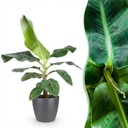 Zimmerpflanzen - Musa acuminata Dwarf Cavendisch - Bananenpflanze - Wenig Pflege - Grün - 1 Pflanze - mit Potter Grau - Topf 21cm - Höhe 70-75cm