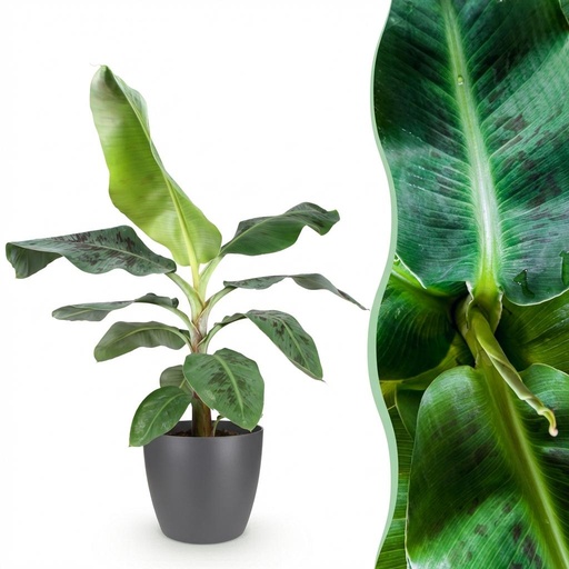 "Zimmerpflanzen - Musa acuminata Dwarf Cavendisch - Bananenpflanze - Wenig Pflege - Grün - 1 Pflanze - mit Potter Grau - Topf 21cm - Höhe 70-75cm image"