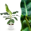 Zimmerpflanzen - Musa acuminata Dwarf Cavendisch - Bananenpflanze - Wenig Pflege - Grün - 1 Pflanze - mit Potter Weiß - Topf 21cm - Höhe 70-75cm