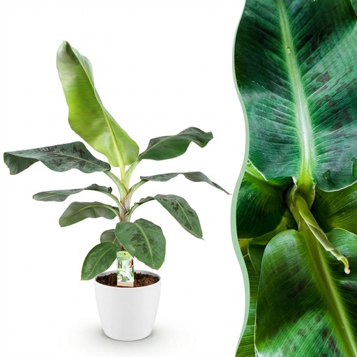 "Zimmerpflanzen - Musa acuminata Dwarf Cavendisch - Bananenpflanze - Wenig Pflege - Grün - 1 Pflanze - mit Potter Weiß - Topf 21cm - Höhe 70-75cm image"