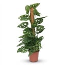 Zimmerpflanze - Monkey Mask - Monstera Andansonii Moosstab - Grün - Pflegeleicht - 1 Pflanze - Topf 19cm - Höhe 90cm