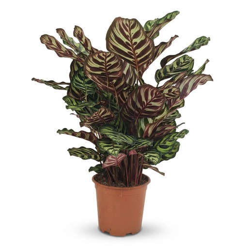 "Zimmerpflanze - Pfauen-Korbmarante - Calathea Makoyana - Grün - Pflegeleicht - 1 Pflanze - Topf 19cm - Höhe 70cm image"