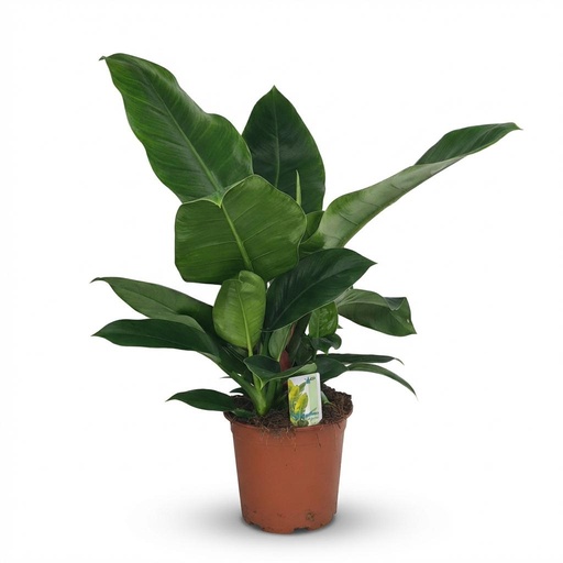 "Zimmerpflanze - Philodendron - Philodendron Imperial Green - Grün - Pflegeleicht - 1 Pflanze - Topf 19cm - Höhe 65cm image"