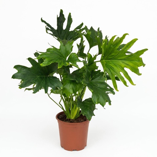 "Zimmerpflanze - Philodendron - Philodendron Lickety split - Grün - Pflegeleicht - 1 Pflanze - Topf 19cm - Höhe 70cm image"