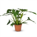 Zimmerpflanze - Philodendron - Philodendron Lacerum - Grün - Pflegeleicht - 1 Pflanze - Topf 19cm - Höhe 65cm