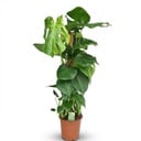 Zimmerpflanze - Fensterblatt - Monstera Deliciosa Moosstab - Grün - Pflegeleicht - 1 Pflanze - Topf 19cm - Höhe 90cm