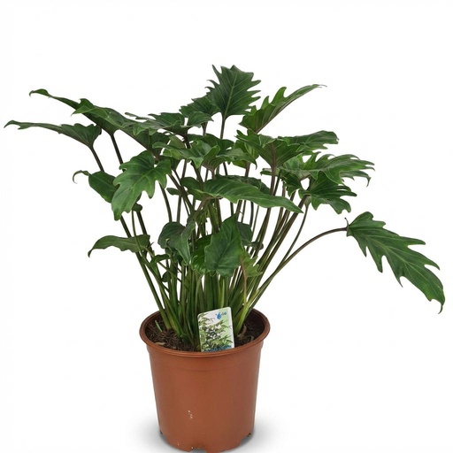 "Zimmerpflanze - Philodendron - Philodendron Xanadu - Grün - Pflegeleicht - 1 Pflanze - Topf 19cm - Höhe 60cm image"