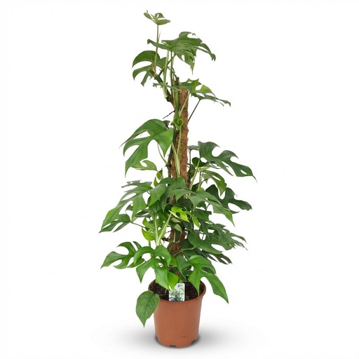 "Zimmerpflanze - Mini-Fensterblatt - Monstera Minima Moosstab - Grün - Pflegeleicht - 1 Pflanze - Topf 19cm - Höhe 90cm image"