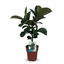 Zimmerpflanze - Gummibaum - Ficus Elastica Cloe - Grün - Pflegeleicht - 1 Pflanze - Topf 19cm - Höhe 65cm