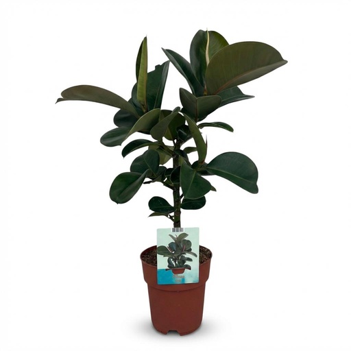 "Zimmerpflanze - Gummibaum - Ficus Elastica Cloe - Grün - Pflegeleicht - 1 Pflanze - Topf 19cm - Höhe 65cm image"