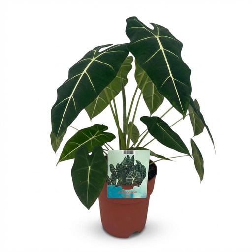 "Zimmerpflanze - Elefantenohr - Alocasia Frydek - Grün - Pflegeleicht - 1 Pflanze - Topf 19cm - Höhe 60cm image"