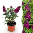 Gartenpflanze - Buddleja davidii Butterfly Candy Little Ruby - Schmetterlingsstrauch - Kompakt - Rot - 1 Pflanze - Topf 12cm - Höhe 20-25cm