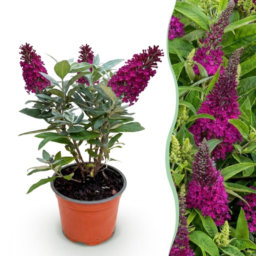 "Gartenpflanze - Buddleja davidii Butterfly Candy Little Ruby - Schmetterlingsstrauch - Kompakt - Rot - 1 Pflanze - Topf 12cm - Höhe 20-25cm image"