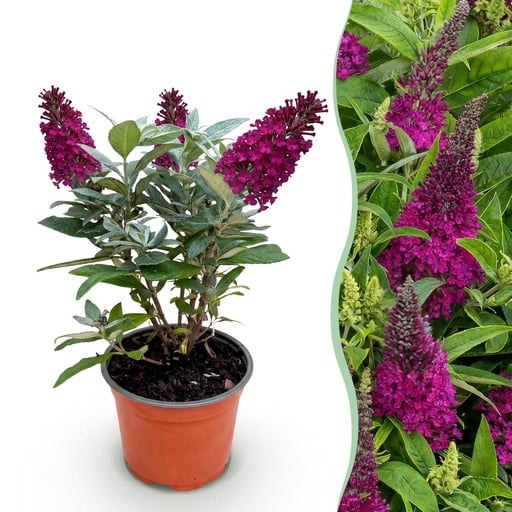 "Schmetterlingsflieder (Buddleja davidii) – winterharter Blütenstrauch, Höhe ca. 12 cm image"