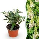 Gartenpflanze - Buddleja davidii Butterfly Candy Little White - Schmetterlingsstrauch - Kompakt - Weiß - 1 Pflanze - Topf 12cm - Höhe 20-25cm