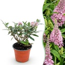 Gartenpflanze - Buddleja davidii Butterfly Candy Little Pink - Schmetterlingsstrauch - Kompakt - Rosa - 1 Pflanze - Topf 12cm - Höhe 20-25cm