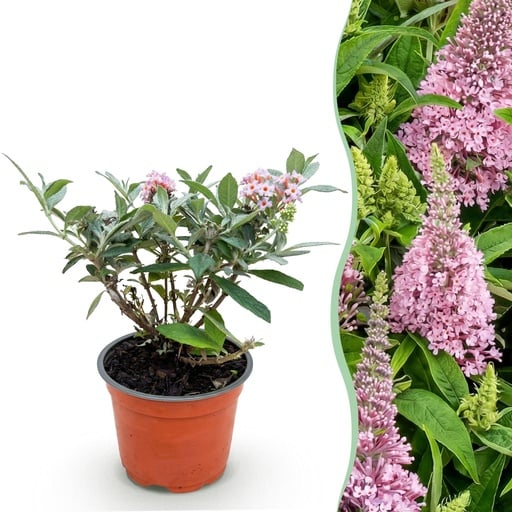 "Schmetterlingsflieder 'Butterfly Candy Little Pink' (Buddleja davidii) – winterharter Blütenstrauch, Topf-Ø 12 cm, Höhe ca. 20–25 cm image"