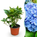 Gartenpflanze - Hydrangea macrophylla Blau - Hortensie - Winterhart - Blau - 1 Pflanze - Topf 12cm - Höhe 20-30cm