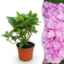 Gartenpflanze - Hydrangea macrophylla Rosa - Hortensie - Winterhart - Rosa - 1 Pflanze - Topf 12cm - Höhe 20-30cm