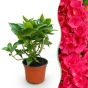Gartenpflanze - Hydrangea macrophylla Rot - Hortensie - Winterhart - Rot - 1 Pflanze - Topf 12cm - Höhe 20-30cm