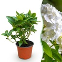 Gartenpflanze - Hydrangea macrophylla Weiß - Hortensie - Winterhart - Weiß - 1 Pflanze - Topf 12cm - Höhe 20-30cm