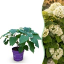 Gartenpflanze - Hydrangea arborescens FlowerWOW - Hortensie - Winterhart - Weiß - 1 Pflanze - Topf 14cm - Höhe 20-30cm