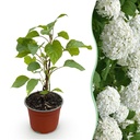 Gartenpflanze - Hydrangea arborescens Annabelle - Hortensie - Winterhart - Weiß - 1 Pflanze - Topf 12cm - Höhe 20-30cm