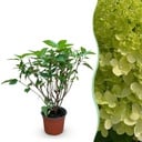 Gartenpflanze - Hydrangea panniculata Limelight - Rispenhortensie - Winterhart - Limettengrün - 1 Pflanze - Topf 12cm - Höhe 20-30cm