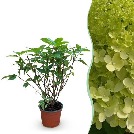 "Gartenpflanze - Hydrangea panniculata Limelight - Rispenhortensie - Winterhart - Limettengrün - 1 Pflanze - Topf 12cm - Höhe 20-30cm image"