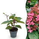 Gartenpflanze - Hydrangea panniculata Living Infinity - Rispenhortensie - Winterhart - Weiß - 1 Pflanze - Topf 12cm - Höhe 20-30cm
