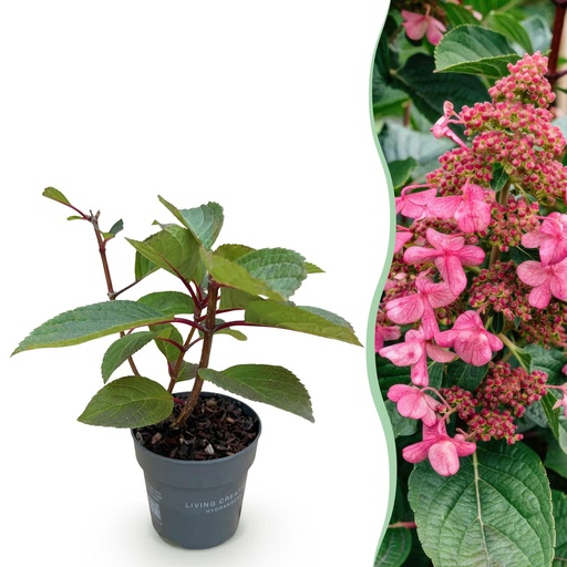 "Gartenpflanze - Hydrangea panniculata Living Infinity - Rispenhortensie - Winterhart - Weiß - 1 Pflanze - Topf 12cm - Höhe 20-30cm image"
