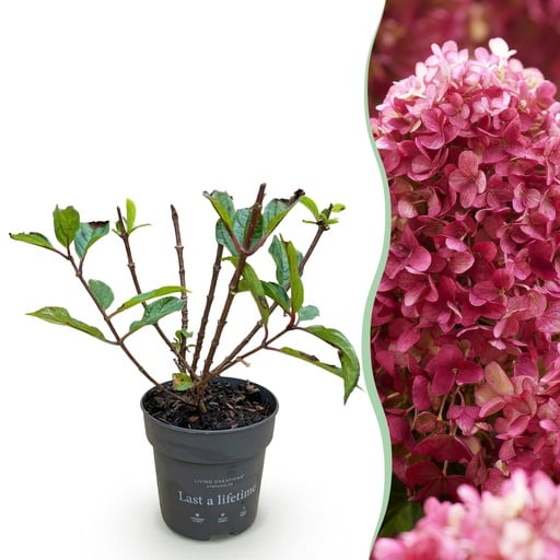 "Gartenpflanze - Hydrangea panniculata Living Little Rosy - Rispenhortensie - Winterhart - Rosa - 1 Pflanze - Topf 12cm - Höhe 20-30cm image"