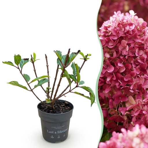 "Rispen-Hortensie (Hydrangea paniculata) – winterharte Blütenstaude, Höhe ca. 12 cm image"