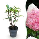 Gartenpflanze - Hydrangea panniculata Living Pink & Rose - Rispenhortensie - Winterhart - Rosa - 1 Pflanze - Topf 12cm - Höhe 20-30cm