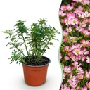 Gartenrose - Rosa Cutie Pie - Rose - Winterhart - Rosa - 1 Pflanze - Topf 12cm - Höhe 20-25cm