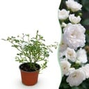 Gartenrose - Rosa White Fairy - Rose - Winterhart - Weiß - 1 Pflanze - Topf 12cm - Höhe 20-25cm