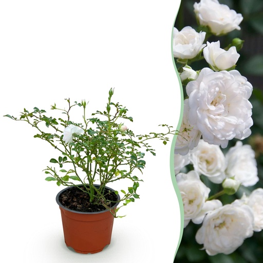 "Gartenrose - Rosa White Fairy - Rose - Winterhart - Weiß - 1 Pflanze - Topf 12cm - Höhe 20-25cm image"