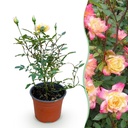 Gartenrose - Rosa Tricolor Fairy - Rose - Winterhart - Gelb-Rosa - 1 Pflanze - Topf 12cm - Höhe 20-25cm