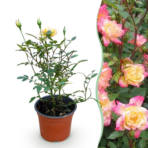 "Gartenrose (Gartenrose) – winterharte Blütengehölze, Höhe ca. 12 cm image"