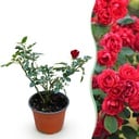 Garten Rose - Rosa Rote The Fairy - Rose - Winterhart - Rot - 1 Pflanze - Topf 12cm - Höhe 20-25cm