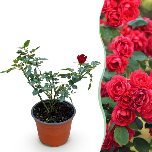 "Garten Rose - Rosa Rote The Fairy - Rose - Winterhart - Rot - 1 Pflanze - Topf 12cm - Höhe 20-25cm image"